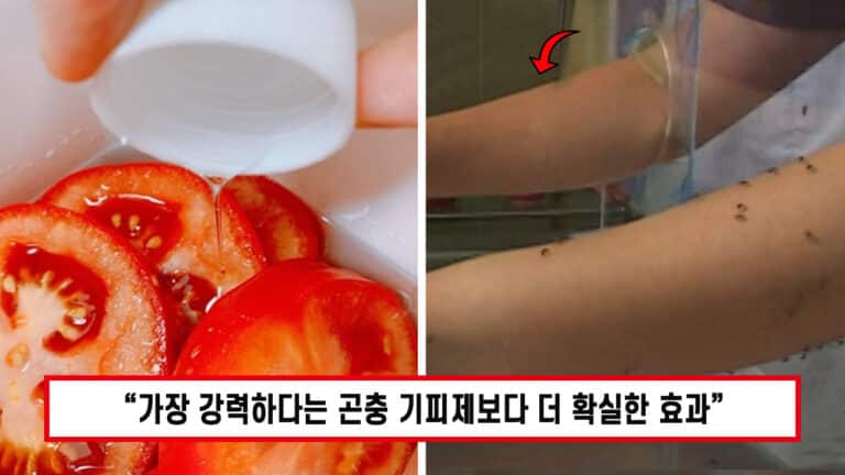“토마토 하나면 얼씬도 못한다고..” 인생 만렙이 알려주는 초간단 모기 퇴치법!